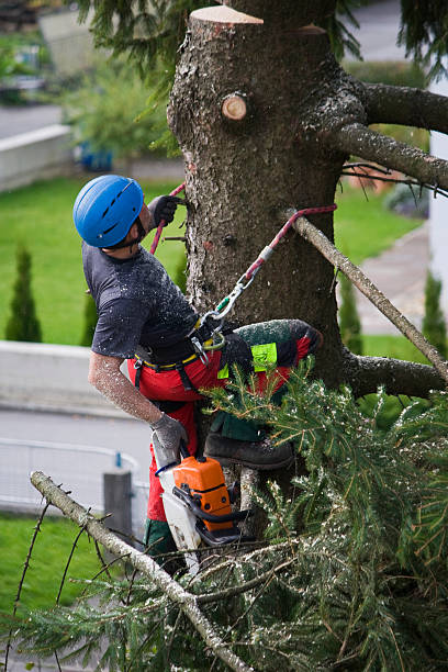 Tree and Shrub Care in Oswego, IL