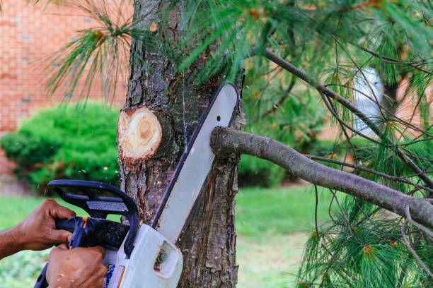 Trusted Oswego, IL Tree Removal Experts